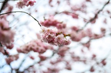 Bahar bulutlu bir günde güzel pembe sakura dalının güzel yakın plan Bokeh manzarası. Fotoğraf Avrupa, Letonya 'da çekildi.