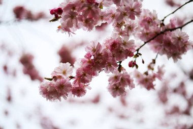Bahar bulutlu bir günde güzel pembe sakura dalının güzel yakın plan Bokeh manzarası. Fotoğraf Avrupa, Letonya 'da çekildi.
