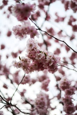 Bahar bulutlu bir günde güzel pembe sakura dalının güzel yakın plan Bokeh manzarası. Fotoğraf Avrupa, Letonya 'da çekildi.