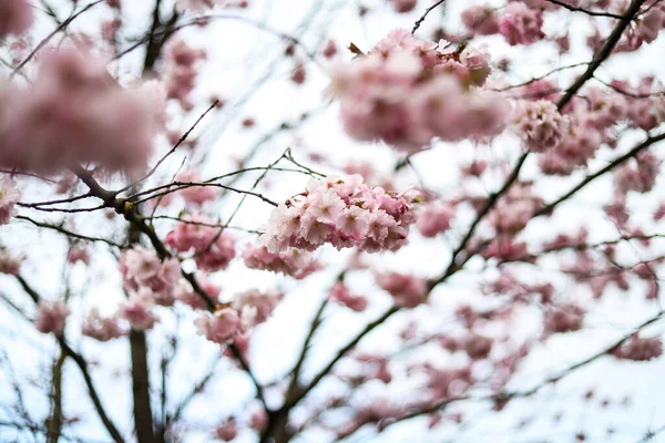Beautiful Close Bokeh View Beautiful Pink Sakura Branch Early Spring — Stock Photo, Image
