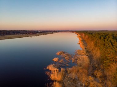 Gün batımında Lielupe Nehri kıyısı manzaralı güzel bir çam ağacı ormanı. Fotoğraf Avrupa, Letonya 'da çekildi.