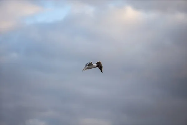 Seagull Fling Pobliżu Doków Zachmurzonym Tle Chmury Wieczorem Zdjęcie Zrobione — Zdjęcie stockowe