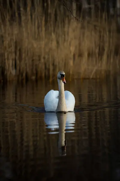 Schöner Weißer Schwan Schwimmt Kleinen Teich — Stockfoto