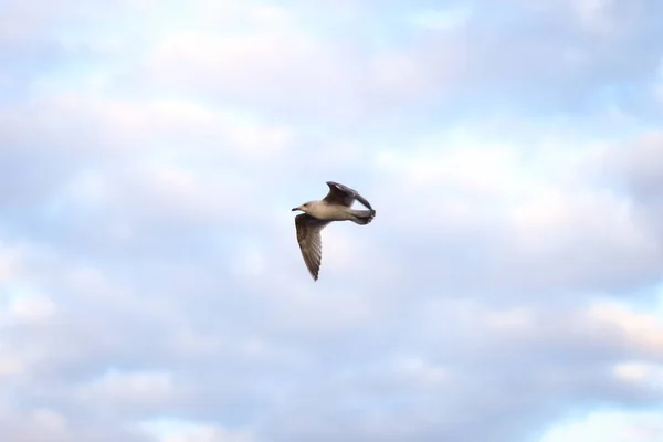 Mouette Fling Près Des Quais Sur Fond Nuageux Nuageux Soir — Photo