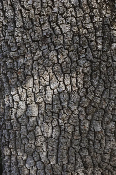 Texture of the bark of old tree with shadows. — Stock Photo, Image