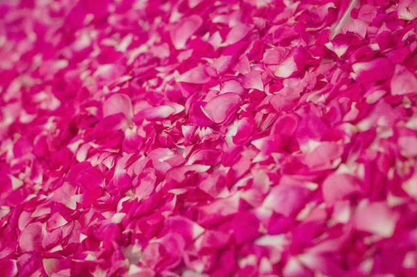 Pembe gül yaprakları dokusu. Çiçek arkaplanı. Yatay, boşluğu kopyala