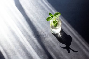 Ev bahçesi için aromatik yeşil nane aromalı küçük cam şişe ve siyah arka planda güçlü gölgeler. Güneş ışığında filizlenen bir bitki..