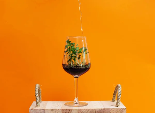 İşlenmemiş yeşil organik roka, turp ya da turuncu arka planda daikon. Taze salata yapmak için mikroçim. Detoks, diyet. Tohumlar. Tahtada camdan yapılmış süper yiyecekler. Ekolojik sorunlar kavramı.