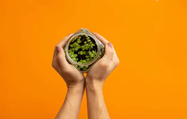 Ellerinde çiğ yeşil organik roka, turp ya da turuncu arka planda daikon olan cam kavanoz var. Taze salata yapmak için mikroçim. Detoks, diyet. Tohumlar. Süper yemek ve sağlıklı beslenme. Boşluğu kopyala