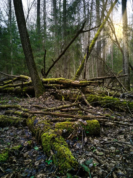 Bosque Primavera Moscú — Foto de Stock