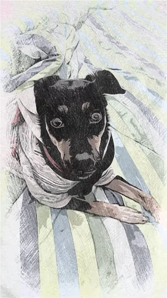 Illustration Hund Färg — Stockfoto