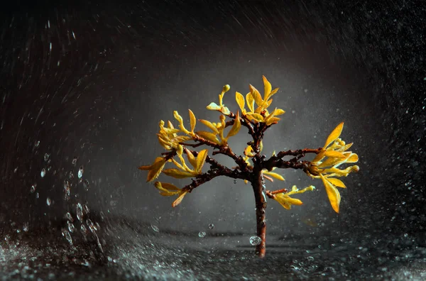 lonely tree with orange leaves in time of storm