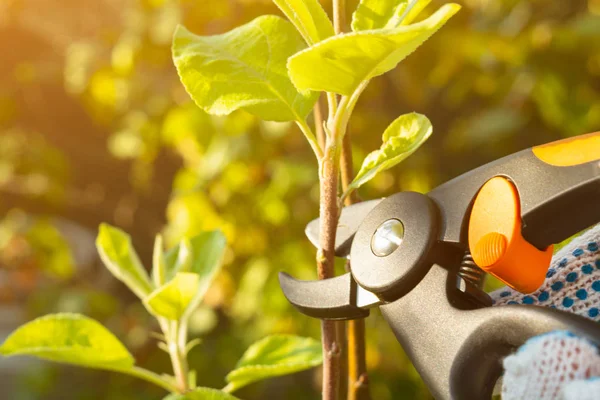 trimming bushes with garden shears early in the morning