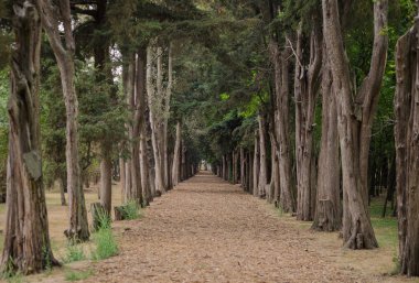 Ormanın ortasında bir sıra ağaç.
