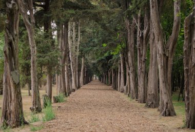 Ormanın ortasında bir sıra ağaç.