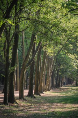 Ormanın içinde ağaçlar serisi