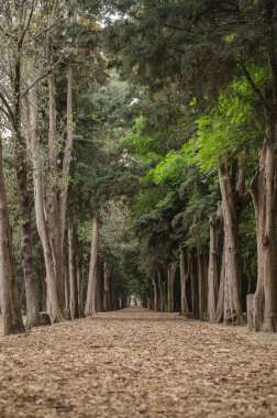 Sonbahar ormanı içindeki yol.