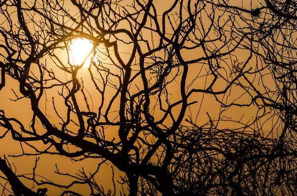 Ramas Árboles Siluetas Una Puesta Sol — Foto de Stock