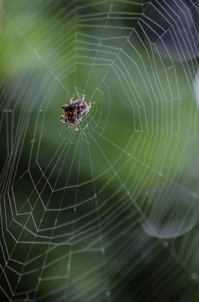 Pavouk Splétá Svou Pavučinu Zatímco Čeká Svou Kořist — Stock fotografie