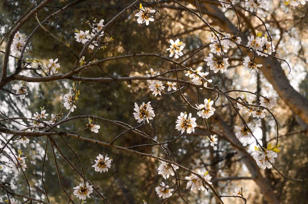 Flores Amendoeira Dentro Uma Floresta Uma Tarde Primavera Ensolarada — Fotografia de Stock