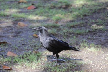 Kuzgun nvm3 'ten alıntı