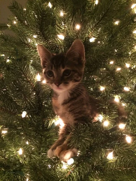 猫咪圣诞树装饰品 — 图库照片