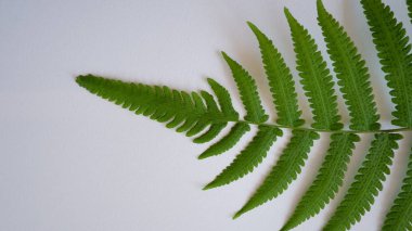 Beyaz arka plan Fern yaprak