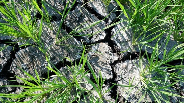 Pirinç Tarlası Pirinç Tarlası — Stok fotoğraf