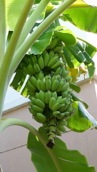 Μια Δέσμη Μπανανών Στο Δέντρο — Φωτογραφία Αρχείου