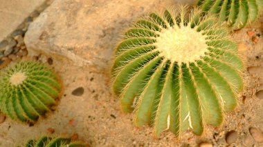 Bahçedeki kaktüslerin çeşitleri
