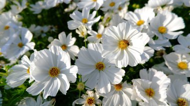 Papatya çiçeği ile arı