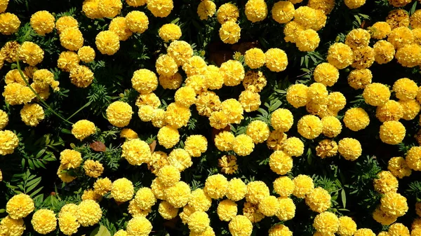 Yellow Flower Marigold Colorful Background — Stock Photo, Image