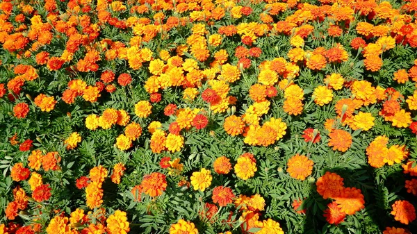 Turuncu çiçek, renkli arka planda Marigold.