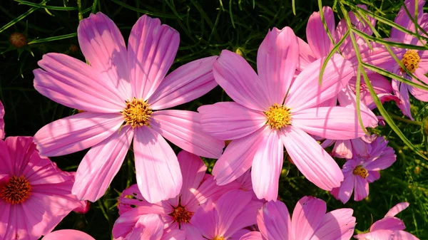 Kosmos Rosa Blume Garten — Stockfoto
