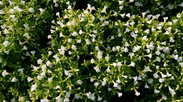 Witte Bloem Het Veld — Stockfoto