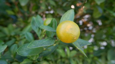 Ağaçta taze portakal