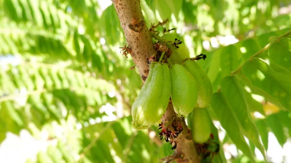 Frischer Bilimbi Baum — Stockfoto