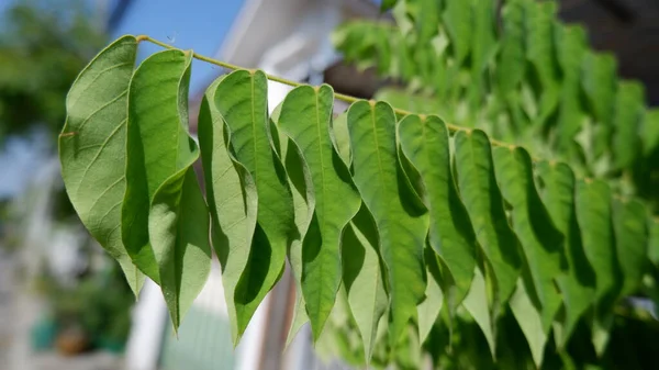 Bilimbi Blätter Auf Dem Baum — Stockfoto