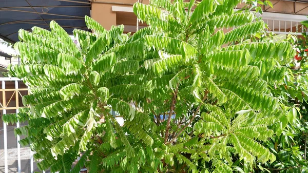 Bilimbi Baum Mit Grünen Blättern — Stockfoto