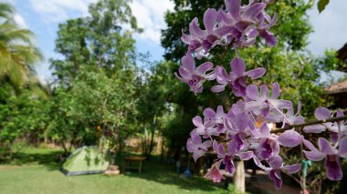 Bahçede mor orkideler