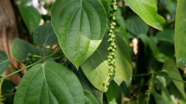 ağaç üzerinde biber