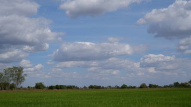 Pirinç alan ve mavi gökyüzü arka plan