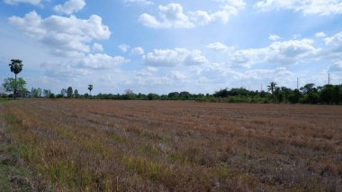 Pirinç alan ve mavi gökyüzü arka plan