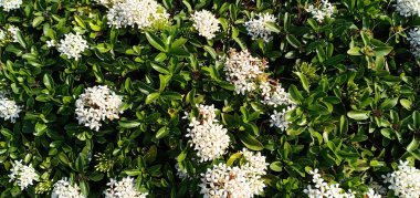 Beyaz çiçekler ve yeşil yapraklar