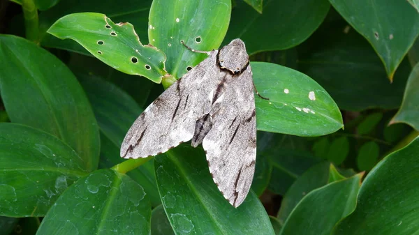 Papillon Nuit Sur Feuille Verte — Photo