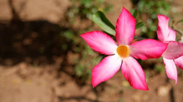 Closeup Pink Azalea Flower — Stock Photo, Image