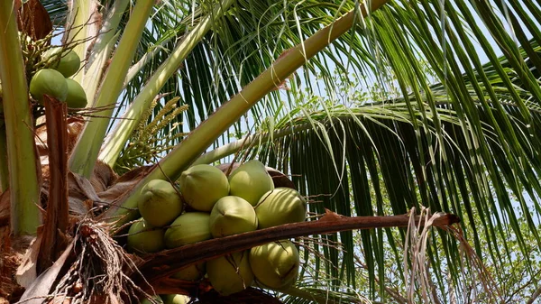 Frische Kokosnuss Auf Dem Baum — Stockfoto