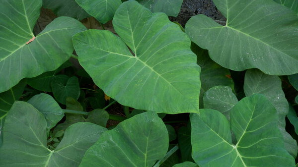 Elephant ear leaves for background