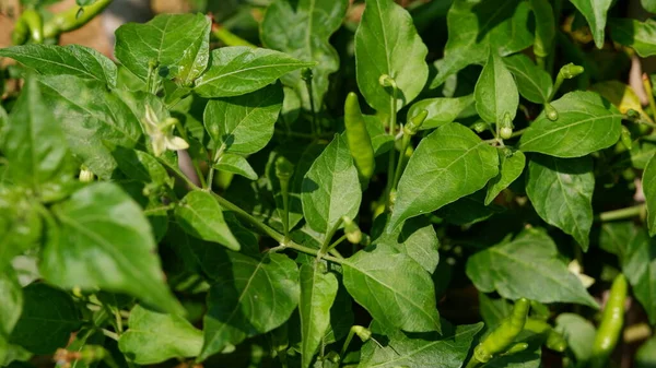 Peperoncino Fresco Sull Albero — Foto Stock