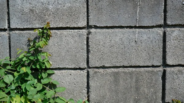 Beton duvarda büyüyen yeşil bitki